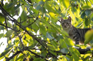 Av kedisi ağaç dallarına tırmandı. Evsiz bir hayvan gibi. Veteriner kavramı.