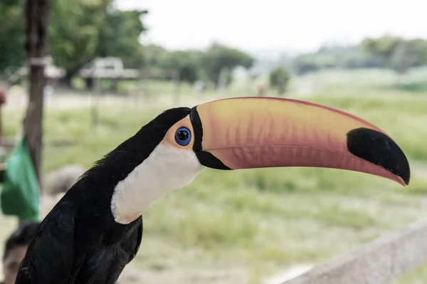 특이 한 큰부리새 — 스톡 사진