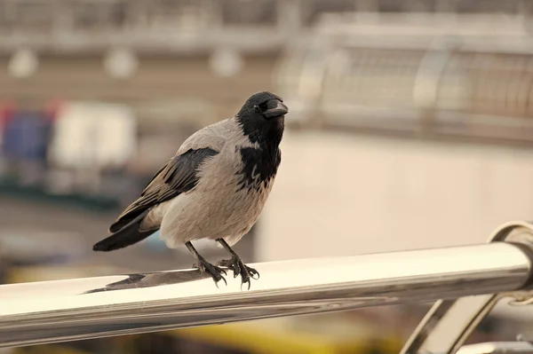 Szukam ofiary. Czarny kruk siedzi na balustradzie szukając jedzenia. Duży kruk miejskich tempie aluminiowe ogrodzenie rozproszone tło. Ptak w wielkim mieście. Symbol nieszczęścia i śmierci. Symbolizuje inteligencję — Zdjęcie stockowe