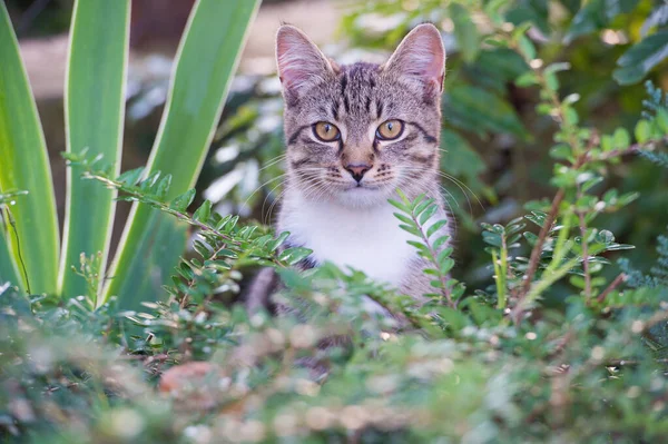 可爱可爱可爱的毛绒绒猫，户外或外养的猫，坐在植物里，肉豆蔻宠物 — 图库照片