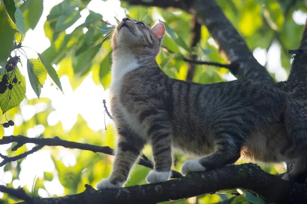 Niedliche Miezekatze. Rassekatze auf Ästen. Haustier und Haustier. Konzept von Tierarzt und Tierarzt. reinrassig und Stammbaum. Mestizen. Obdachlose Tiere. Katze kletterte auf Baum. flauschige Kätzchen im Freien — Stockfoto