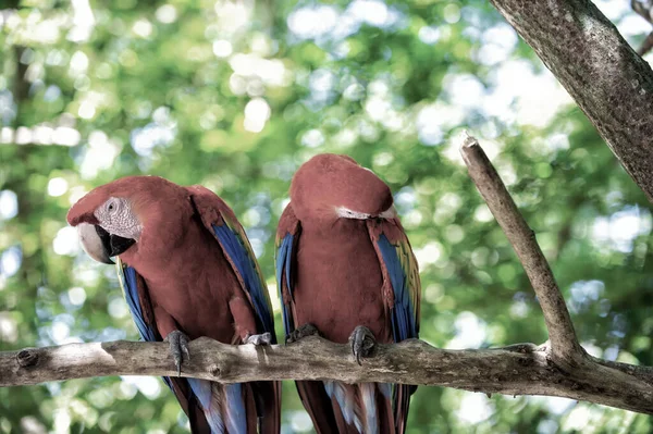 Zwei rote ara Papageien draußen — Stockfoto