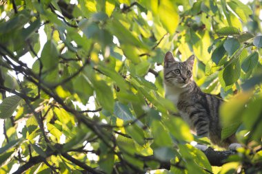 Kedi vahşi doğada yaşar ağaç dallarına tırmanır, safkandır ve safkandır.