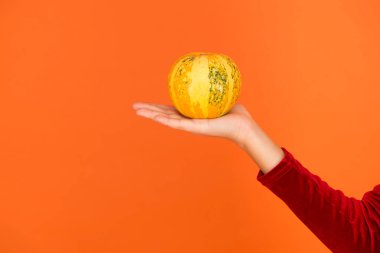 Cadılar bayramın kutlu olsun. Sonbahar hasadı. Sağlık için yararlı. Vitamin dolu. Çocuklar için organik diyet. Cadılar bayramı balkabağı sebzesi çocuğun elinde geleneksel yemek olarak.