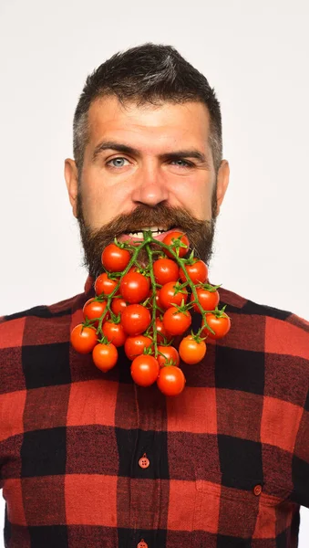 Agricultor com cara de paquera segura monte de tomates na boca — Fotografia de Stock