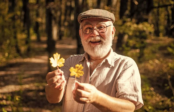 O botânico examina ervas. O velho colecciona folhas. Avô barbudo na floresta. O homem gosta da natureza do outono. Curiosidade para a botânica. Explore o mundo ao redor. Caminhadas de pensionistas na floresta no dia ensolarado do outono — Fotografia de Stock