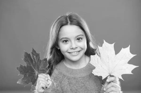 Laat nooit de kans voorbij gaan om te genieten van de schoonheid van de natuur Klein meisje glimlachend met herfstbladeren. Gelukkig herfstseizoen. Herfst natuur. Natuurlijke schoonheid. Een klein kind houdt esdoornbladeren vast. Herfst verven in kleuren — Stockfoto