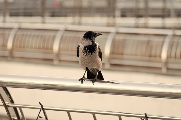 A viver em selvas urbanas. Corvo preto sentar trilhos à procura de comida. Grande corvo urbano passeando cerca de alumínio desfocado fundo. Pássaro na cidade grande. Símbolo de má sorte e morte. Simboliza a inteligência — Fotografia de Stock