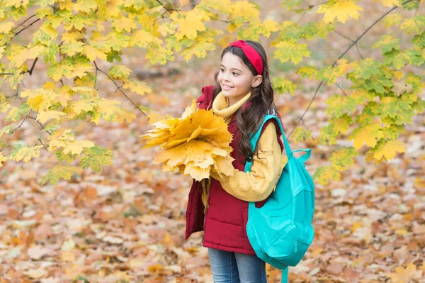 Felice ragazza adolescente godendo foresta autunnale con bella natura stagionale portare borsa della scuola e tenendo giallo caduto acero foglie disposizione, tempo di scuola — Foto Stock