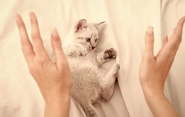 Cuidado e amor. Loja de veteranos. Pequeno gatinho bonito relaxar. Gatinho. Gatinho branco bonito. Doce e adorável. Gatinho branco brincando com as mãos femininas. Conceito de animal. Partilhar amor. Uma casa acolhedora. Jogar com gatinho — Fotografia de Stock