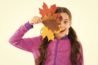 Sonbahar geldi. Küçük kız, sonbahar sezonuna hoş geldin. Tatlı yüzlü çocuk yaprakları tutuyor. Sonbahar sarısı yapraklı çocuk. Kurumuş yapraklı boya. El sanatları için doğal malzemeler. Sonbaharı kutlayan küçük kız