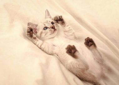 Mavi gözlü sevimli beyaz kedi yavrusu. Sevimli İran kedisi. Beyaz arka plandaki kedi yavrusu. Küçük yırtıcı. Kedi yavrusu beyaz yatakta oynuyor. Küçük beyaz kedi portresi. Soylu evcil hayvan. Sadece eğleniyordum.