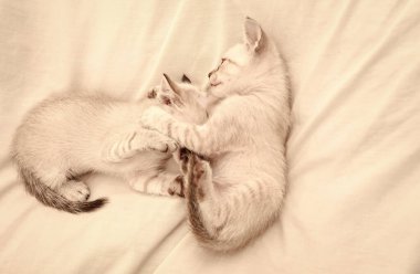 Rahat bir ev. Küçük sevimli kediler beyaz çarşafların üzerinde rahatlar. Yavru kedi. Şirin beyaz kedicikler. Şefkatli ve sevimli. Beyaz kediler birbirleriyle oynuyorlar. En iyi arkadaşlar. Kedi ailesi. Evcil hayvan konsepti. Aşkı paylaş