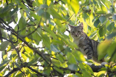 mestizo evcil hayvan. Evsiz hayvanlar. Kedi ağaca tırmandı. Dışarıdaki tüylü kedi yavrusu. Dallarda kedi yetiştirilmişti. evcil hayvan ve hayvan. Veteriner ve veteriner kavramı. safkan ve safkan.