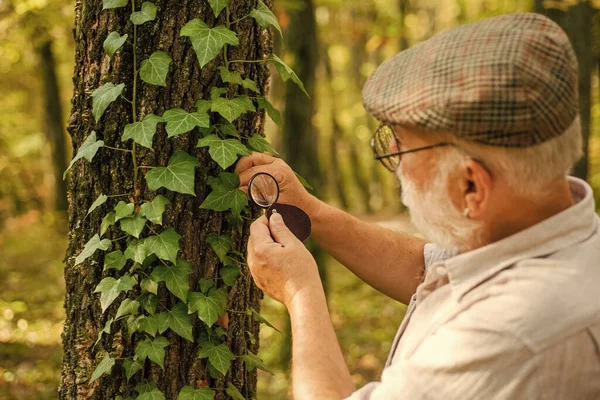 Picky detective in forest. Explore nature. Pensioner with magnifier exploring forest autumn day. Botanist examine plants. Old man scientist. Bearded grandfather in forest. Curiosity to botany