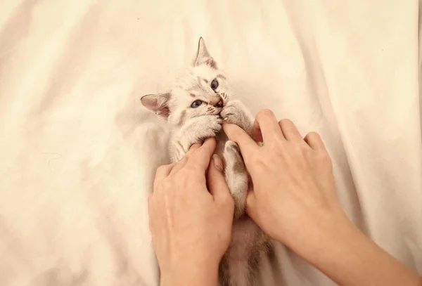Χαρούμενη όμορφη γάτα. Χαριτωμένο γατάκι στα χέρια της γυναίκας. Pet θεραπεία. λευκό χνουδωτό γατάκι ξαπλωμένο στο κρεβάτι. Η γυναίκα φροντίζει το γατάκι της. εμπιστοσύνη και υποστήριξη. φιλία μεταξύ ανθρώπου και κατοικίδιου ζώου — Φωτογραφία Αρχείου