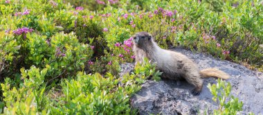 Kemirgen dağ sıçanı hayvanı. Vahşi yaşam doğası. Marmot capybara. Dağ sıçanı vahşi dağ sıçanı. Dağ kemirgeni. Capybara açık havada. Hayvanat bahçesindeki vahşi hayvan. Parktaki dağ sıçanı. Kemirgen hayvan dağ sıçanı..