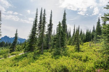 Doğa dağ ormanı. Dağdaki yeşil orman manzarası. Karışık ormanın doğası. Manzaranın doğası. Manzaralı orman manzarası. Ormanlı tepe manzarası. Uzun çam gövdeleri.