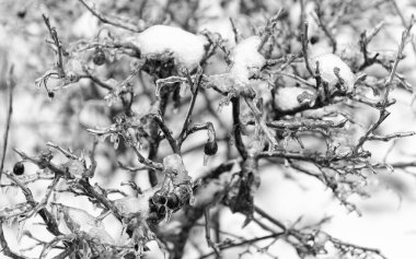 Buz gibi kış doğasının güzelliği. Dışarıda dondurulmuş böğürtlen. Donmuş böğürtlen dallarıyla kış mevsimi. Seçici odaklanma. Donmuş böğürtlenli kış. Doğada kış dondurulmuş meyveler.