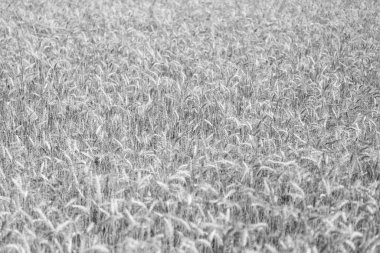 Tarladaki çivili buğday taneleri. Çavdar mahsulü kulakları. Tarım işi hasadı. Yazın olgun çavdar tarlası manzarası. Tarım arpası ya da çavdar tarlası. Yaz doğası. Hasat festivali.