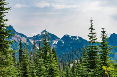Ormanlı tepe manzarası. Doğa dağ ormanı. Dağdaki yeşil orman manzarası. Karışık ormanın doğası. Manzaranın doğası. Manzaralı orman manzarası. yemyeşil tepeler.