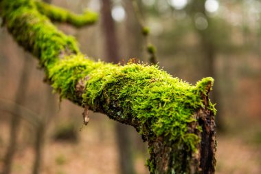 Yosun kaplı ağaç dalı. Yosunlu ağaç dalı. Orman doğası ve çevresi. Yeşil renkli doğa. Doğa ekosistemi. Yeşil yosun kaplı ağaç dalı.