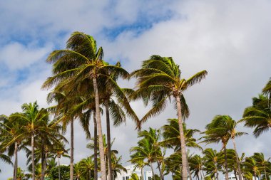 Kasırgada palmiye ağacı. Miami 'de tropik bir sahil. Palmiye ağacıyla tropik rüzgarlı hava. Güçlü rüzgar. Egzotik doğa. Tropik palmiye koruluğu. Rüzgarlı havada palmiye ağacı. Florida Kasırgası.