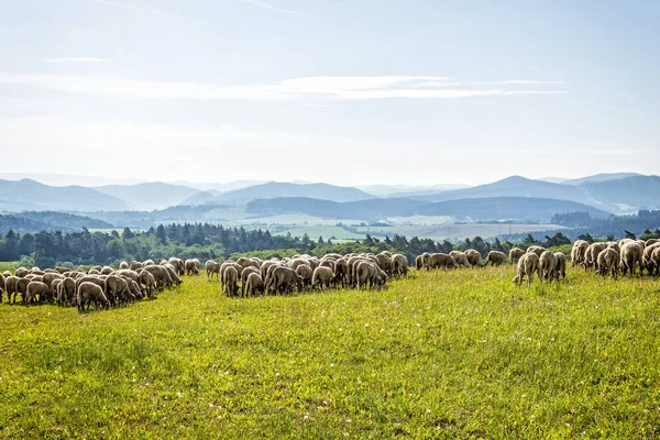 Frei Weidende Schafe Den Bergen Stockbild