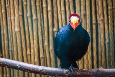 Turuncu ve parlak sarı gagalı ve kırmızı başlı güzel koyu mavi tropikal kuş açık kaşlı ağacın dalında oturur..