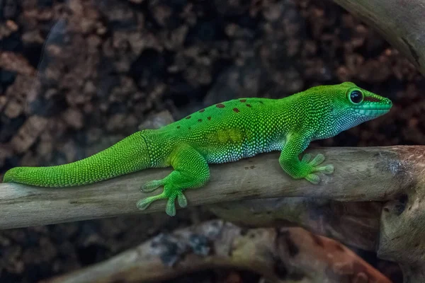 Madagaszkári Óriás Gekkó Trópusi Zöld Gyík Ágon — Stock Fotó