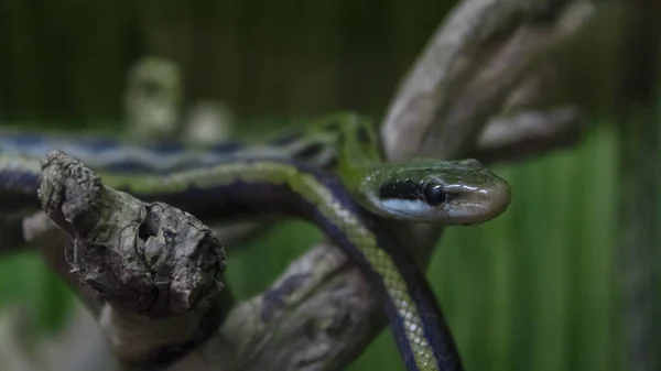 Hermosa Serpiente Verde Bobinado Descansando Rama Del Árbol — Foto de Stock