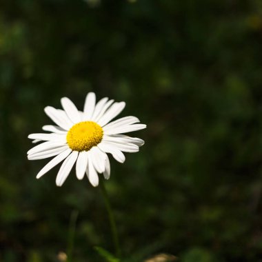 Bulanık bir arkaplanda papatyaların yakın çekimi. Sarı, orta ve beyaz yapraklı güzel bir çiçek. Metin için yer.