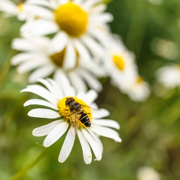 Een Bij Bestuift Een Kamille Bloem Foto Van Een Bij — Stockfoto