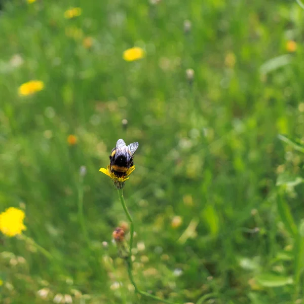 Bumblebee Ένα Κίτρινο Λουλούδι Ένα Θολό Φόντο Άνθη Μπαμπούλας Επικονιάζουν — Φωτογραφία Αρχείου