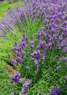 Çiçekli lavanta çalıları.