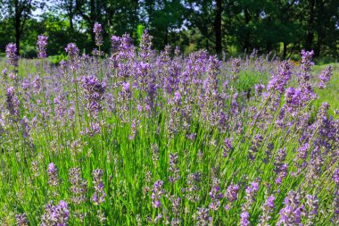 Çiçekli lavanta çalıları.