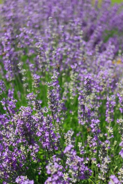 Arbustos Lavanda Floreciente —  Fotos de Stock