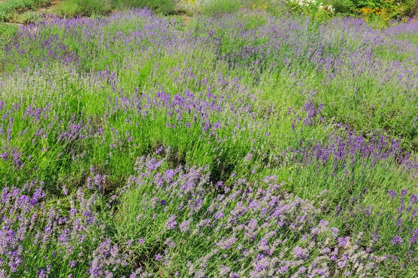 Arbustos Lavanda Floreciente Fotos De Stock