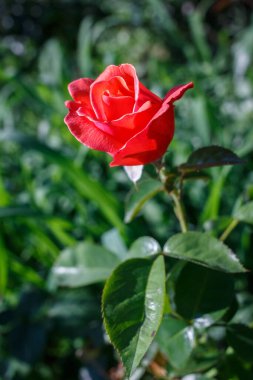 Bulanık arkaplanda kırmızı gül tomurcuğu. Saha fotoğrafının derinliği.