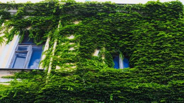 Eski bir evin duvarında kalın sarmaşıklar var. Pencereler sarmaşıkla kaplı..