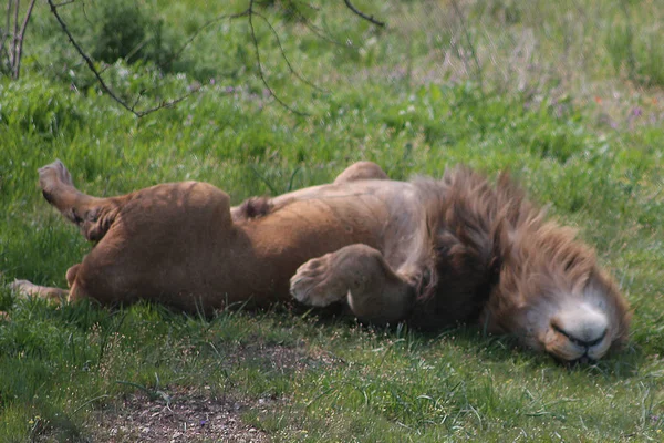 the lion sleeps sprawled on the green grass