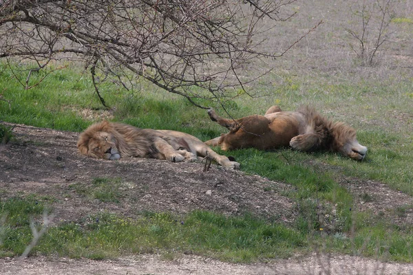 Oroszlánok Alvás Taigan Safari Park — Stock Fotó