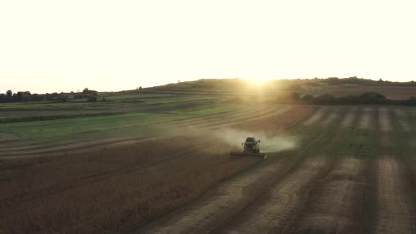 Tiempo de cosecha en el campo de soja — Vídeos de Stock