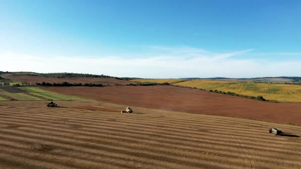 Soya tarlasının hasat sırasında birleştirmek arkasında drone Uçuş — Stok video