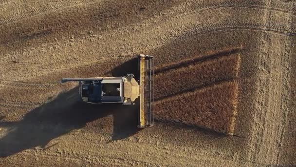 Flug der Drohne hinter dem Mähdrescher bei der Ernte des Sojafeldes — Stockvideo