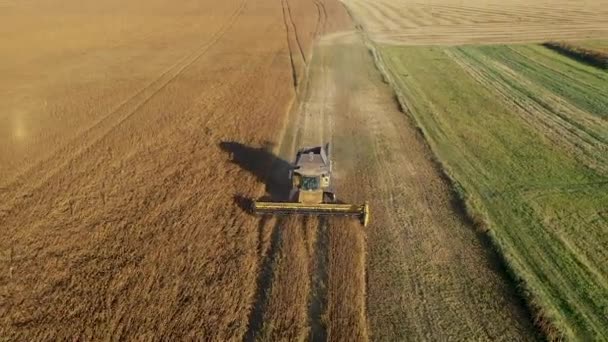 Soya tarlasının hasat sırasında birleştirmek arkasında drone Uçuş. — Stok video