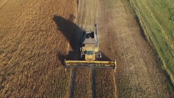 Soy. Harvesting soybeans . Seed harvester threshes soybeans seeds for future sowing. — Stock Video