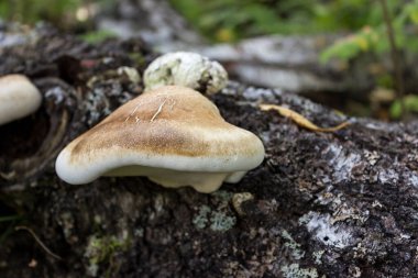 Kökünde mantar yetişiyor.