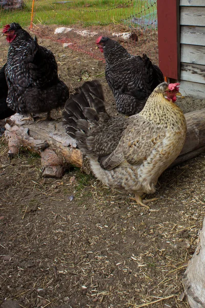 Hens Chicken Run — Stock Photo, Image