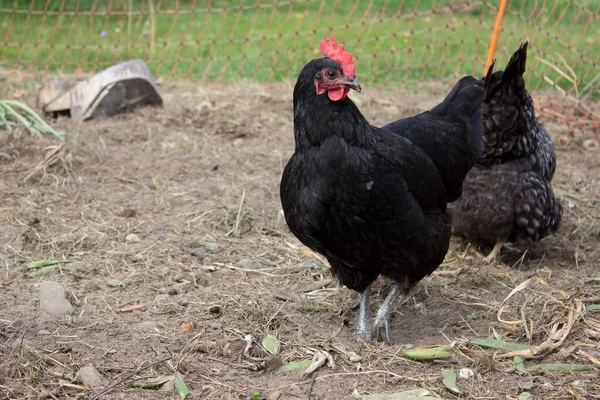 Black Hen Standing Outdoors — Stock Photo, Image